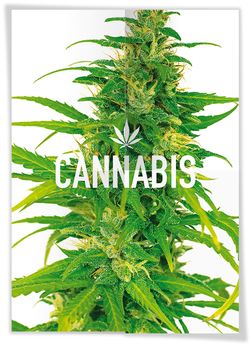 Front and back of a cannabis poster showing various cannabis-related copy and images on the back and a cannabis plant on the front.