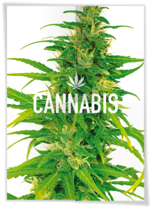 Front and back of a cannabis poster showing various cannabis-related copy and images on the back and a cannabis plant on the front.